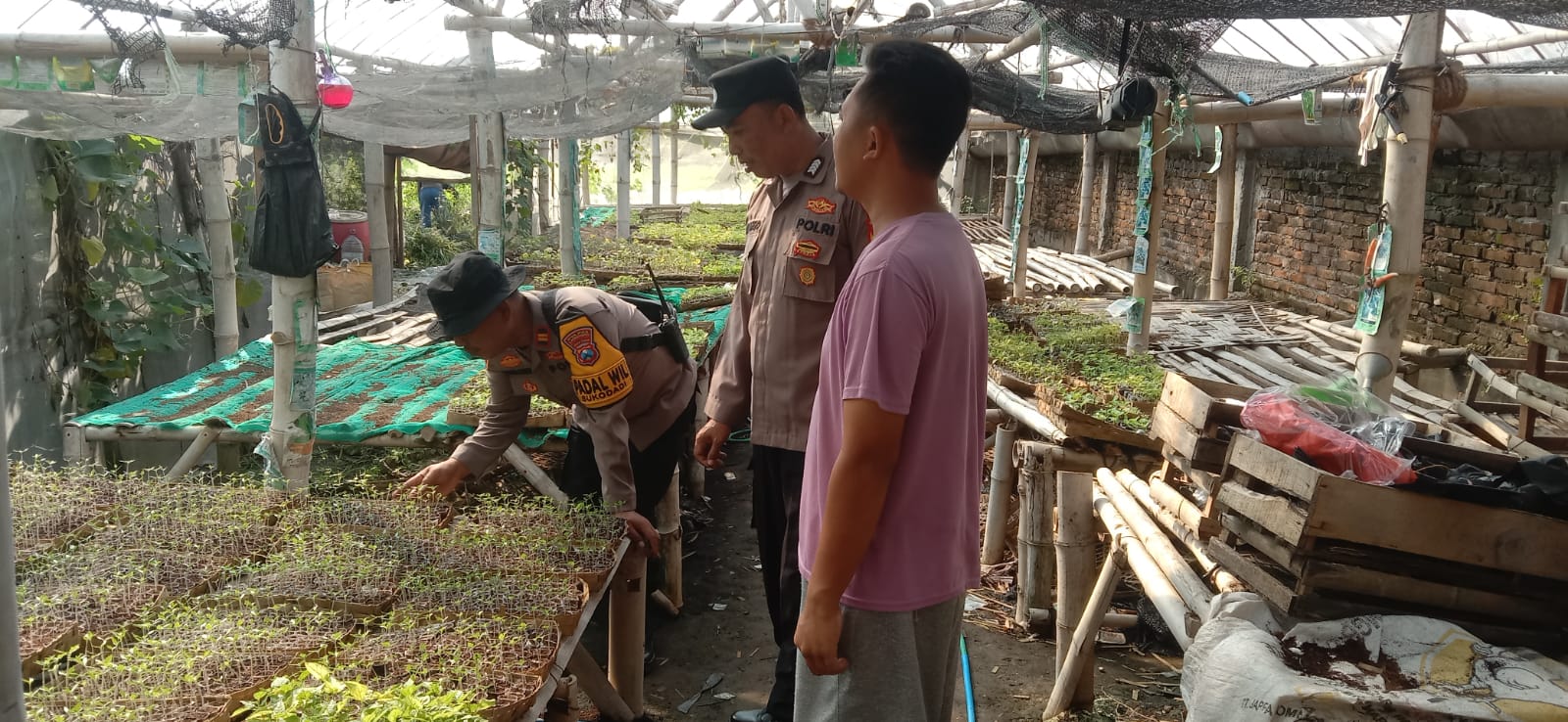 Polsek Sukodadi Cek Pekarangan Bergizi Warga untuk Dukung Swasembada Pangan