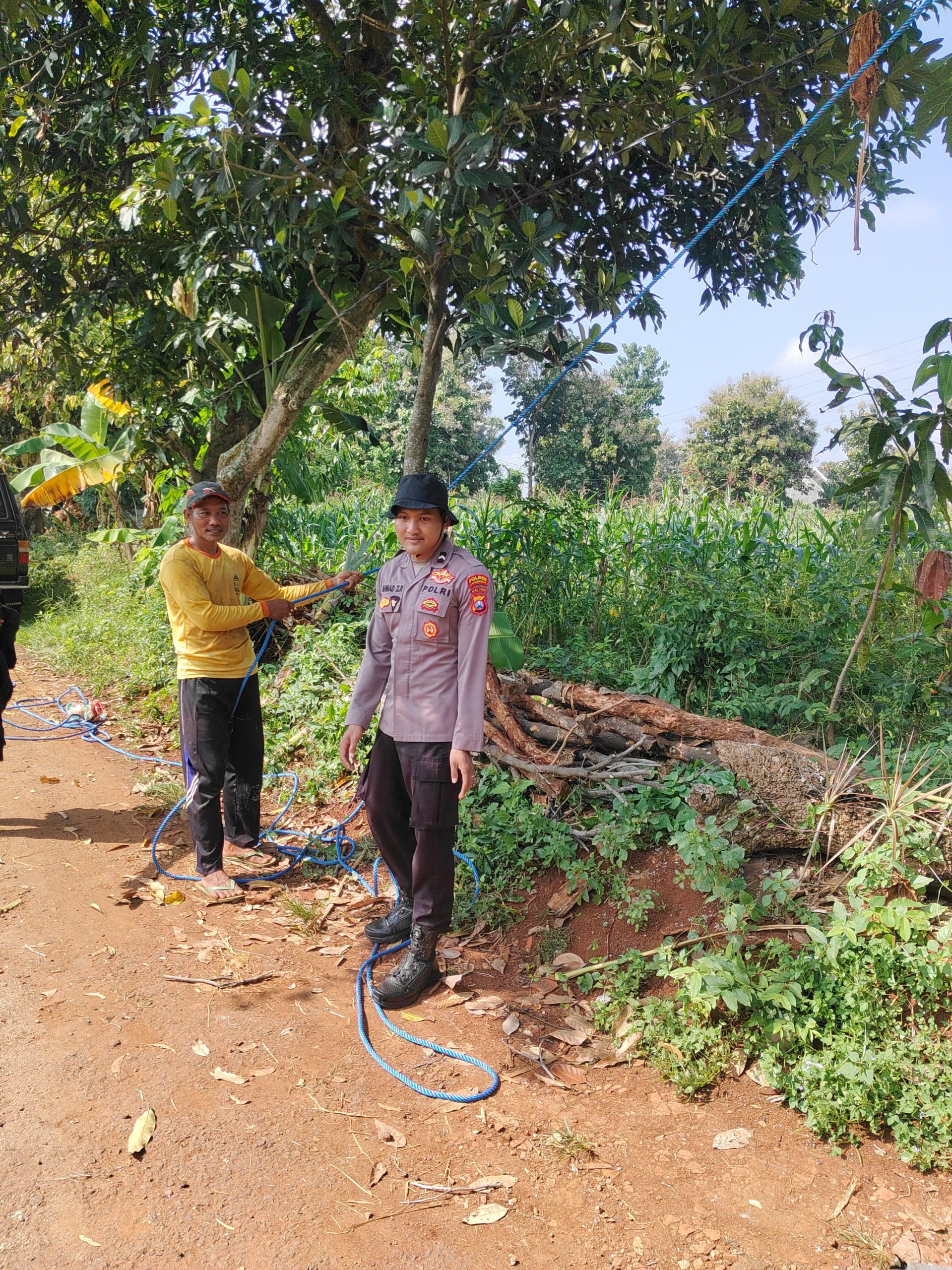 Bhabinkamtibmas Polsek Paciran Monitoring Tanaman Pangan Bergizi Jagung Di Pekarangan Desa Sendang agung