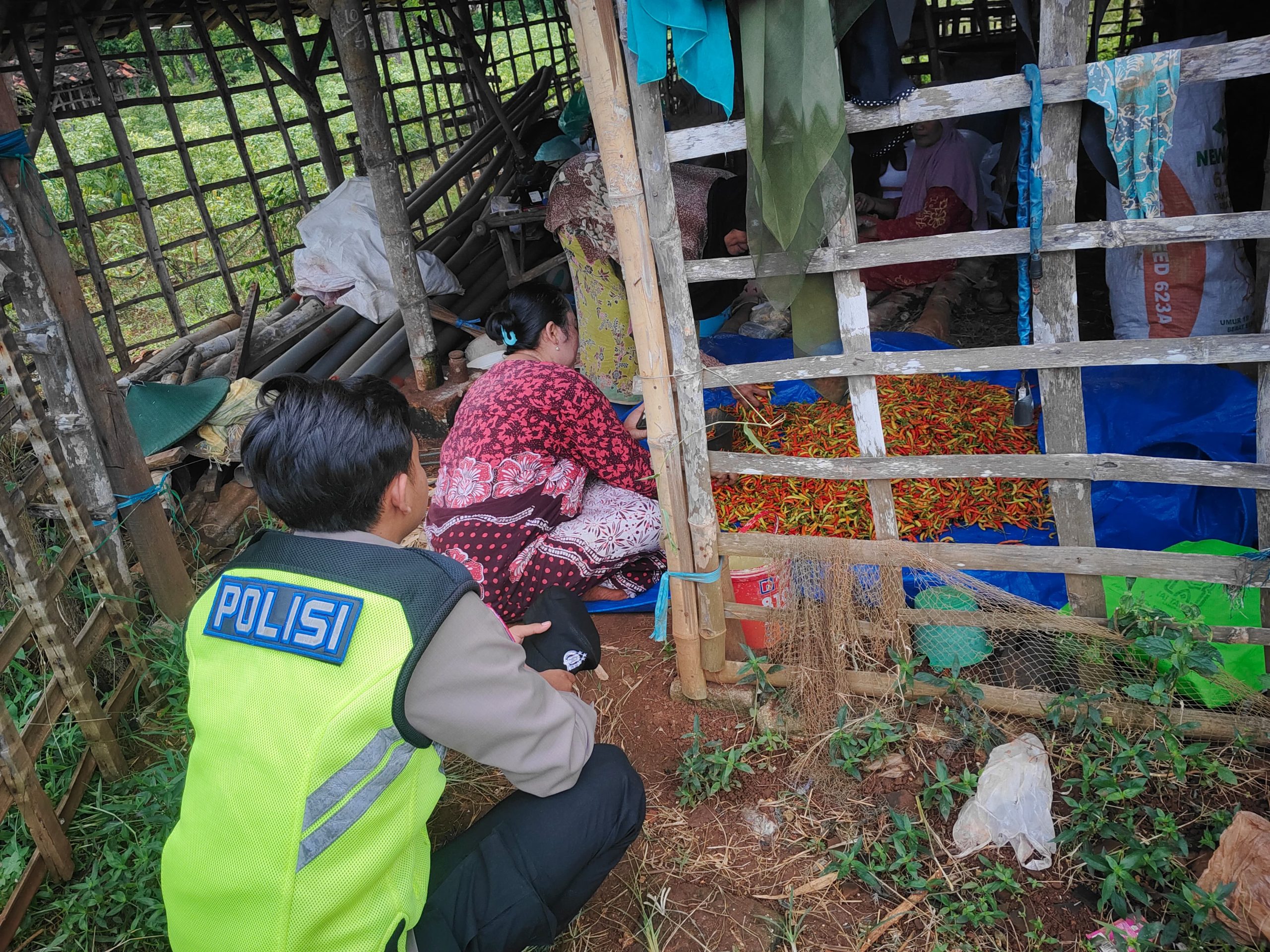 Polsek Paciran Bersama Warga Laksanakan Pemantauan dan Panen Cabai Program P2B di Desa Sidokelar