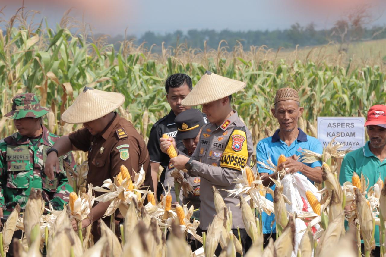 Kapolres Lamongan Hadiri Kunjungan Kerja Pangdam V/Brawijaya dalam rangka Panen Raya Jagung di Wilayah Lamongan