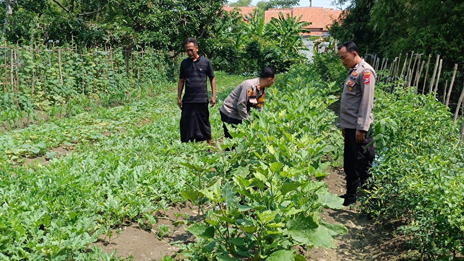Kapolsek Sukodadi Bersama Kanit Binmas Sosialisasikan Program P2B Ketahanan Pangan di Desa Menongo
