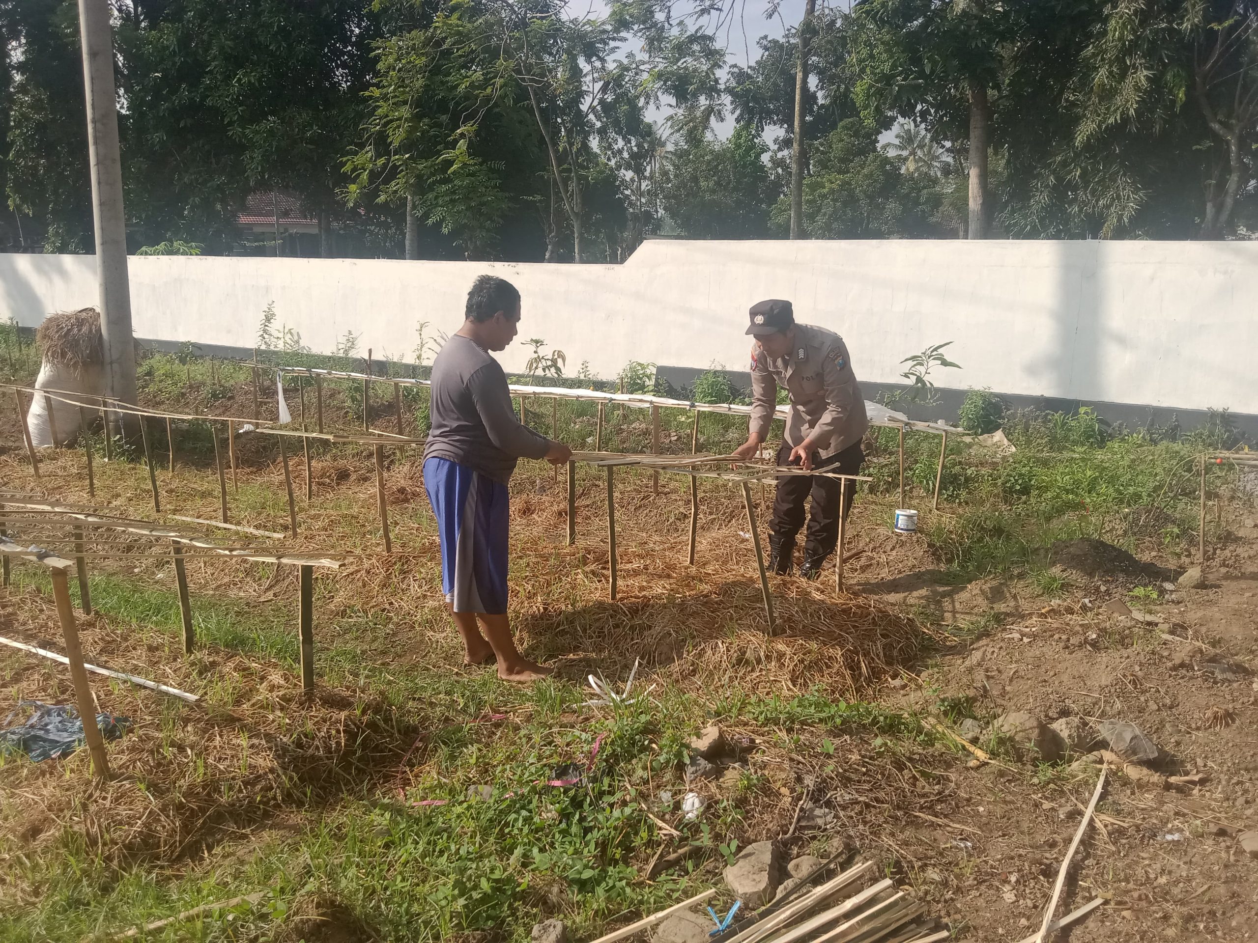 Gelorakan Swasembada Pangan  Polisi Tanam Cabe di Lahan Polsek Tamankrocok Bondowoso